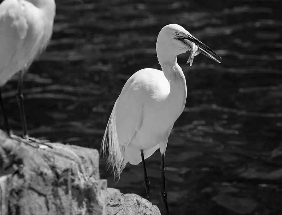 Florida White Egret Photograph by Jason Moynihan