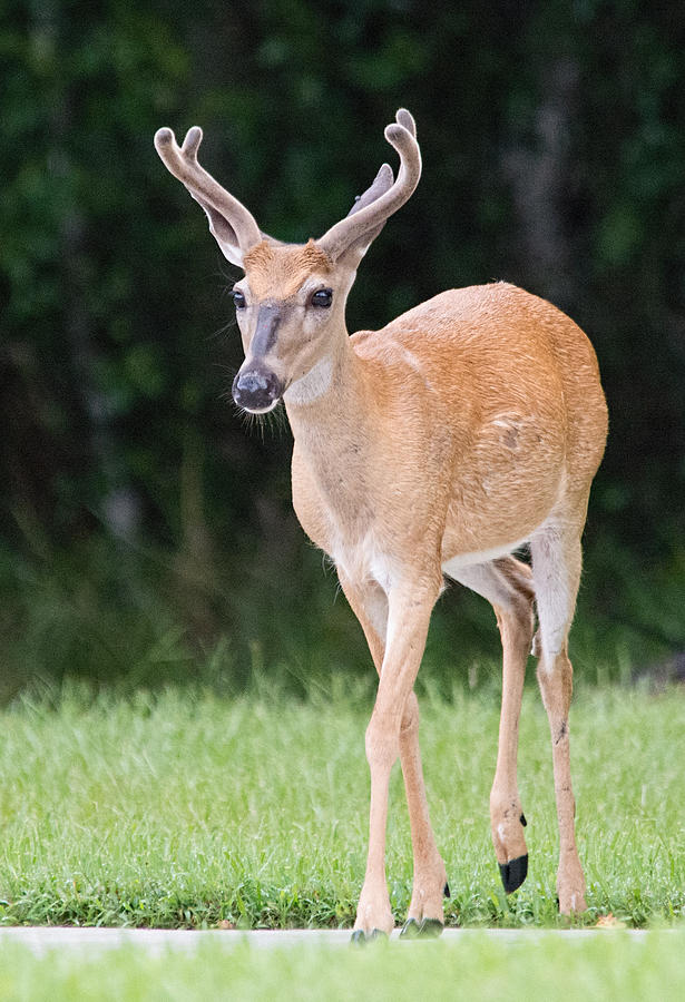Florida Whitetail Buck Deer With Velvet Photograph by John Black
