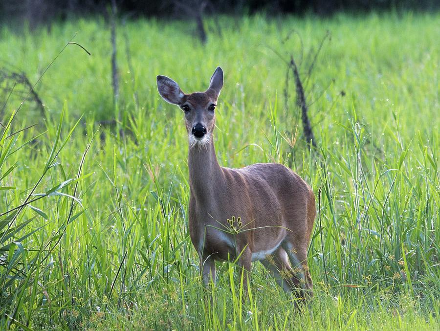 Deer Photograph - Florida Whitetail Deer  by Patricia Twardzik