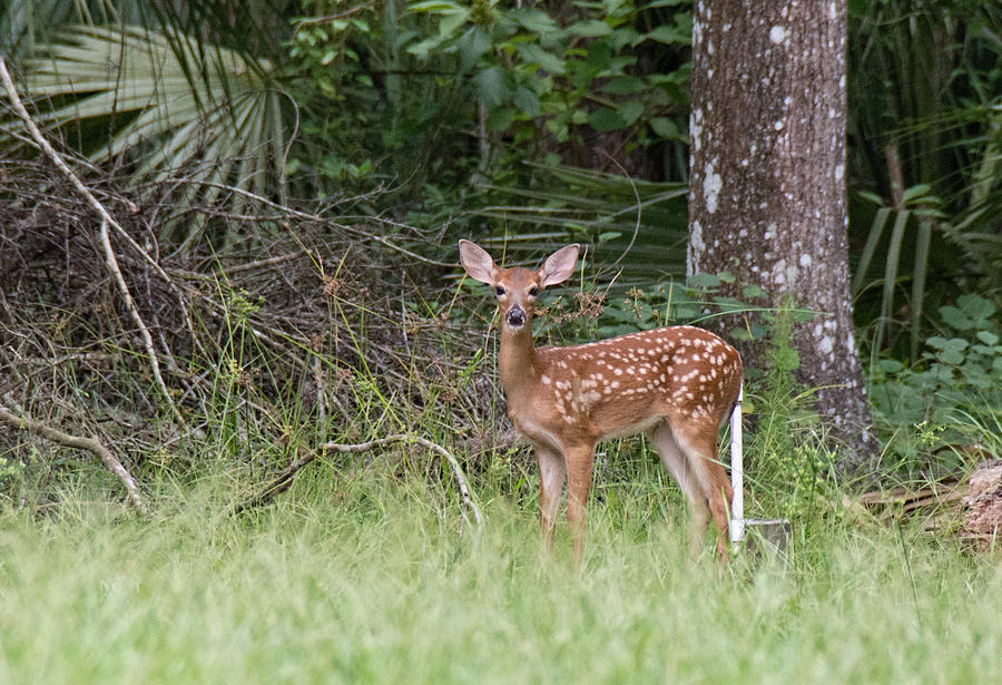 Florida Whitetail Spotted Fawn Photograph by John Black