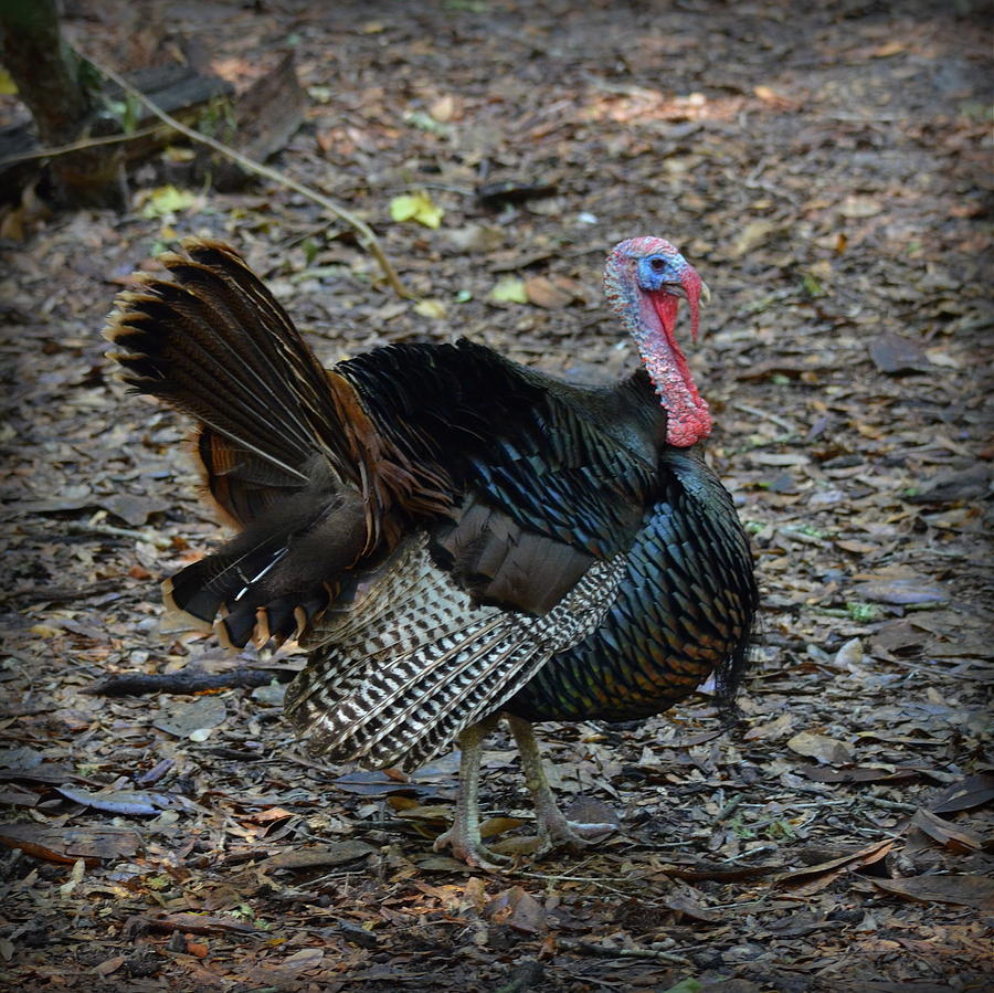 Florida Wild Turkey Photograph by Carla Parris