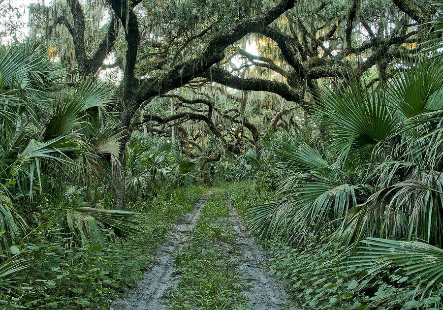 Florida Wilderness Photograph by Brian Kamprath