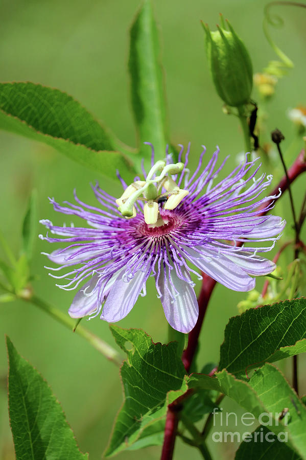 Florida Wildflower - Purple Passionflower Photograph by Carol Groenen