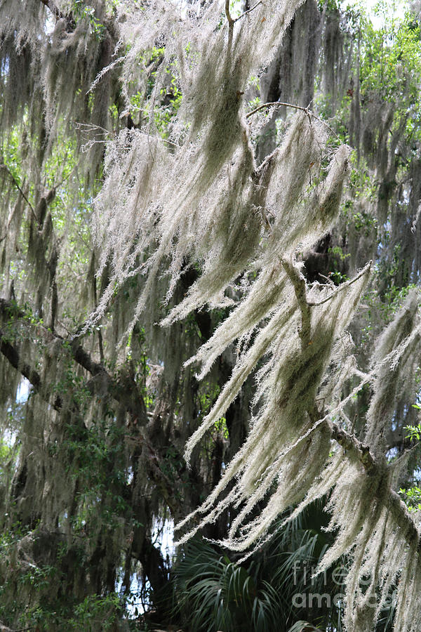 Florida Wind through Spanish Moss Photograph by Carol Groenen - Fine ...