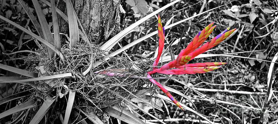 Floridian Flora One Photograph by Ron Long