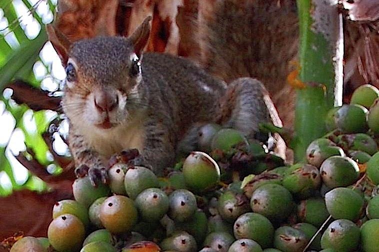 Floridian Squirrel Photograph by Judy Swerlick