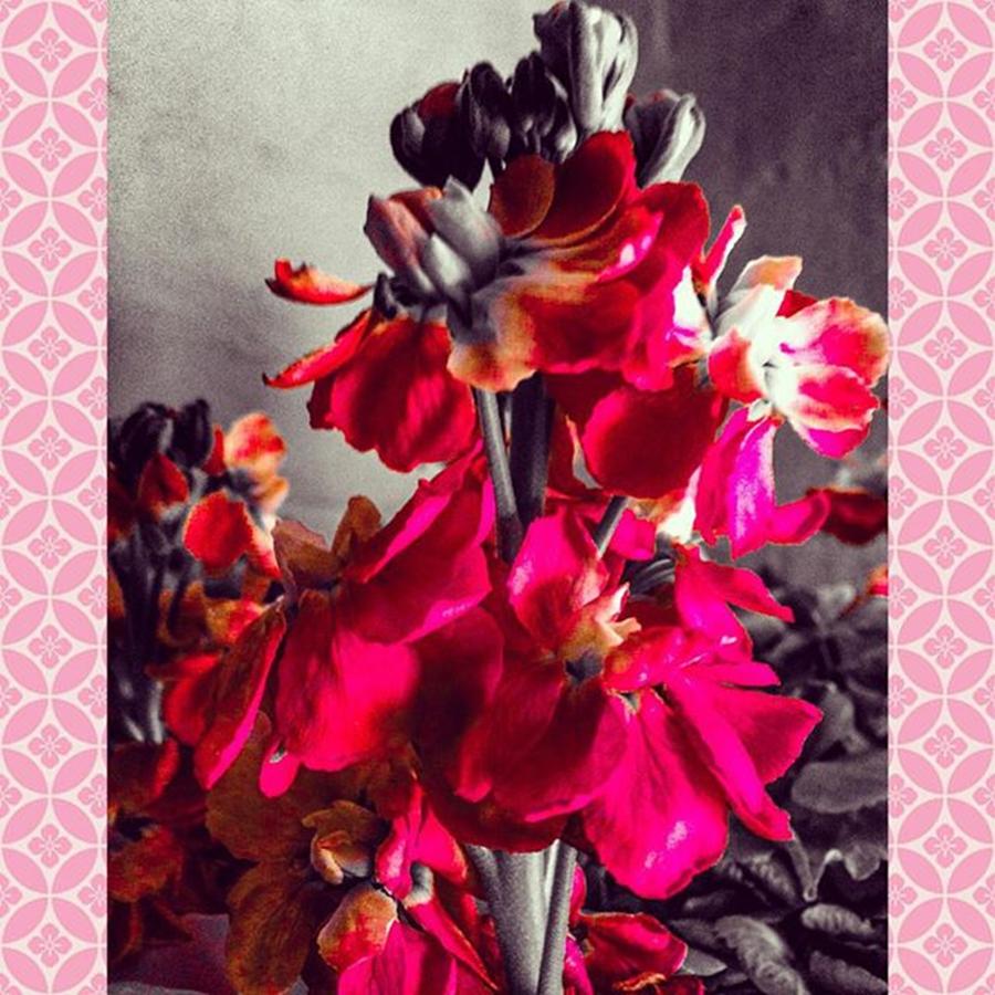 Nature Photograph - #florist #flowers #red #vibrant #vivid by Sam Stratton