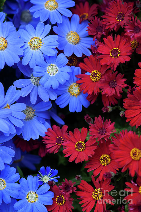 Florists Cineraria Flowers Photograph by Tim Gainey