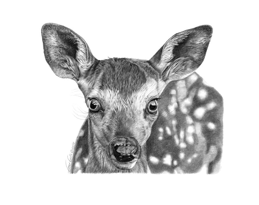 Florry the Fawn Drawing by Abbey Noelle - Fine Art America