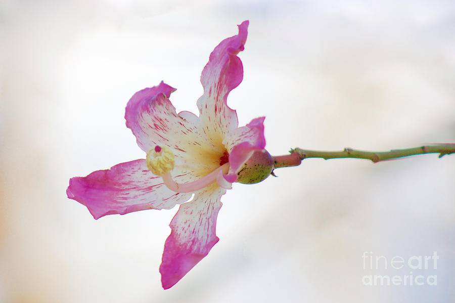 Flower Photograph - Floss Silk Blossom by Sean Griffin