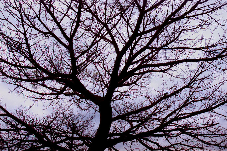 Floss Silk Tree Photograph by Amarildo Correa