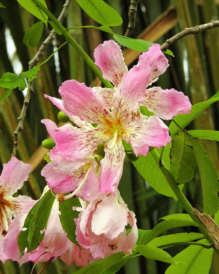 Floss Silk Tree Blooms Photograph by Marge Sudol Pixels