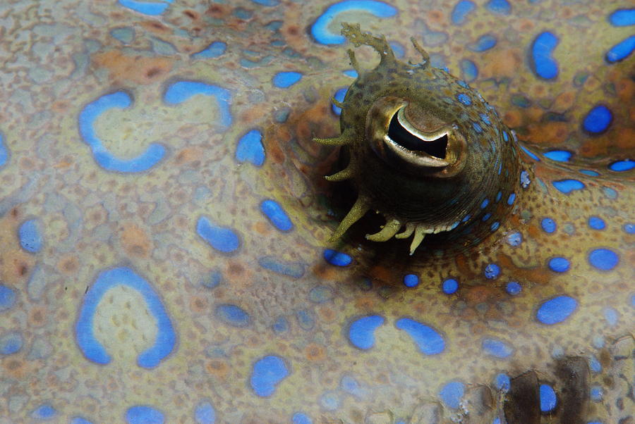 Flounder Eye Photograph by Norman Quinn Pixels