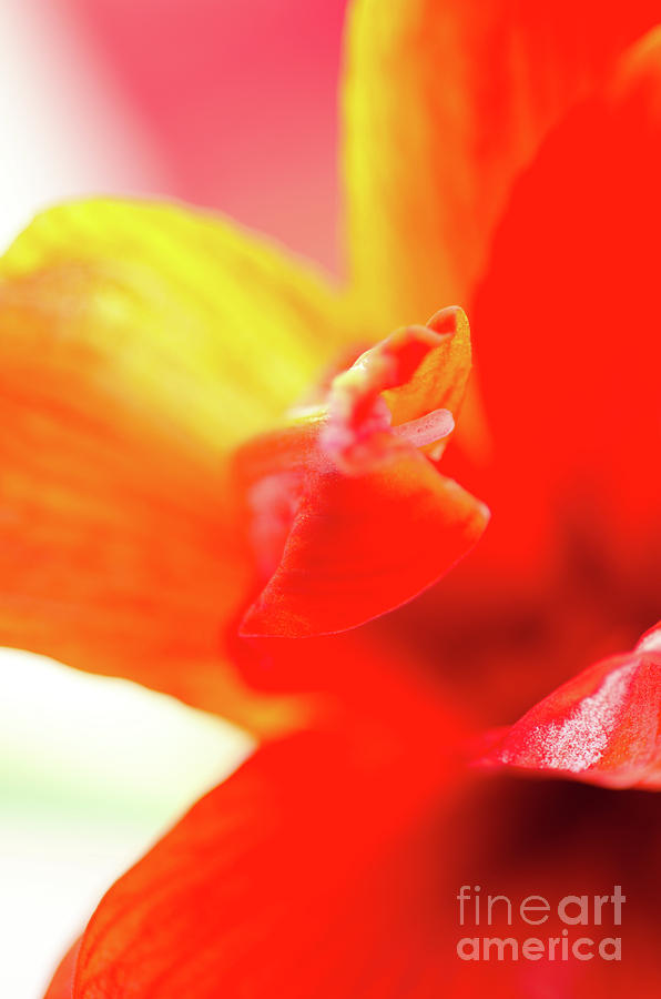Abstract Photograph - FLOURISH OF COLOUR abstract colorful waves formed by an amaryllis bloom in red pink and yellow by Andy Smy