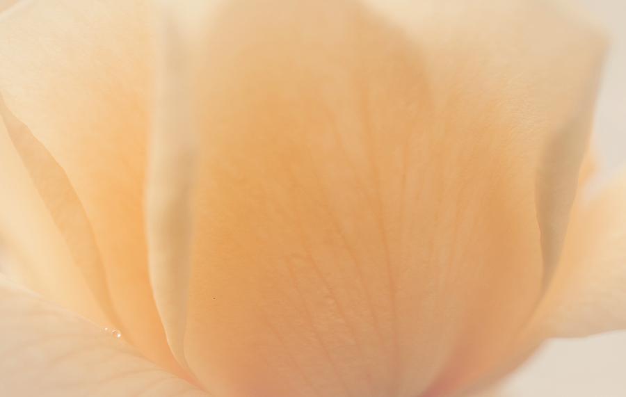 Flourishing Soft Peach Rose Photograph by The Art Of Marilyn Ridoutt-Greene