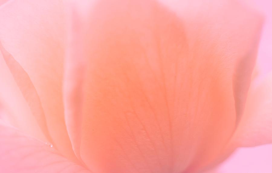 Flourishing Soft Pink Rose Photograph by The Art Of Marilyn Ridoutt-Greene