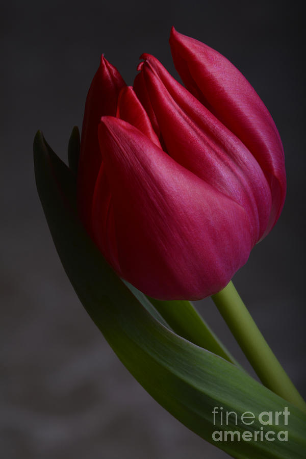 Flourishing tulip Photograph by Robert WK Clark