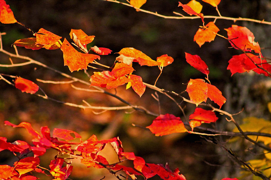 Fall Photograph - Flow Of Autumn by Sabrina Wheeler
