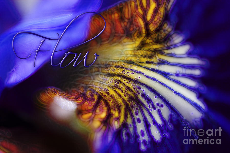Iris Photograph - Flow of the Iris by Joy Gerow Iris Photograph - Flow of the Iris by Joy Gerow