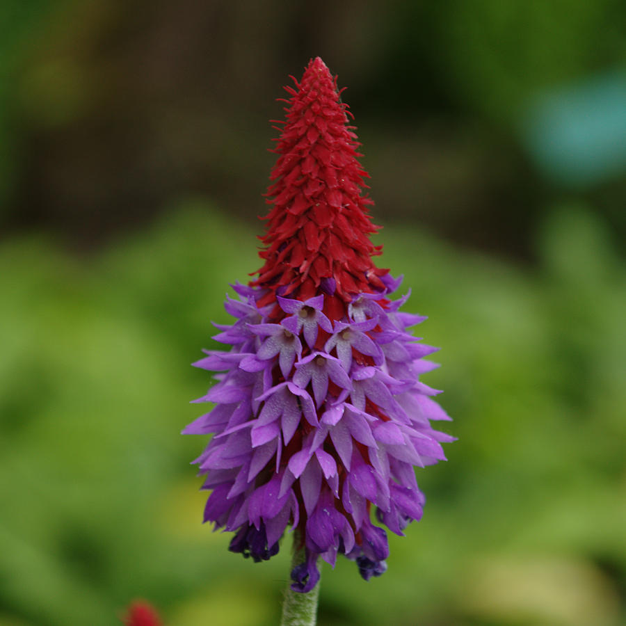Flowering Primula Vialii Photograph by Adrian Wale