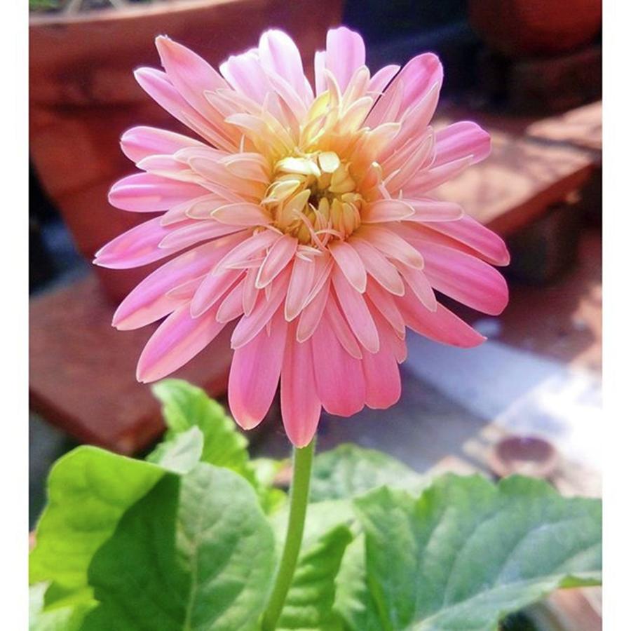 Flowers Still Life Photograph - Flower 🌸🌼 #instagood #instalove by Rajesh Yadav