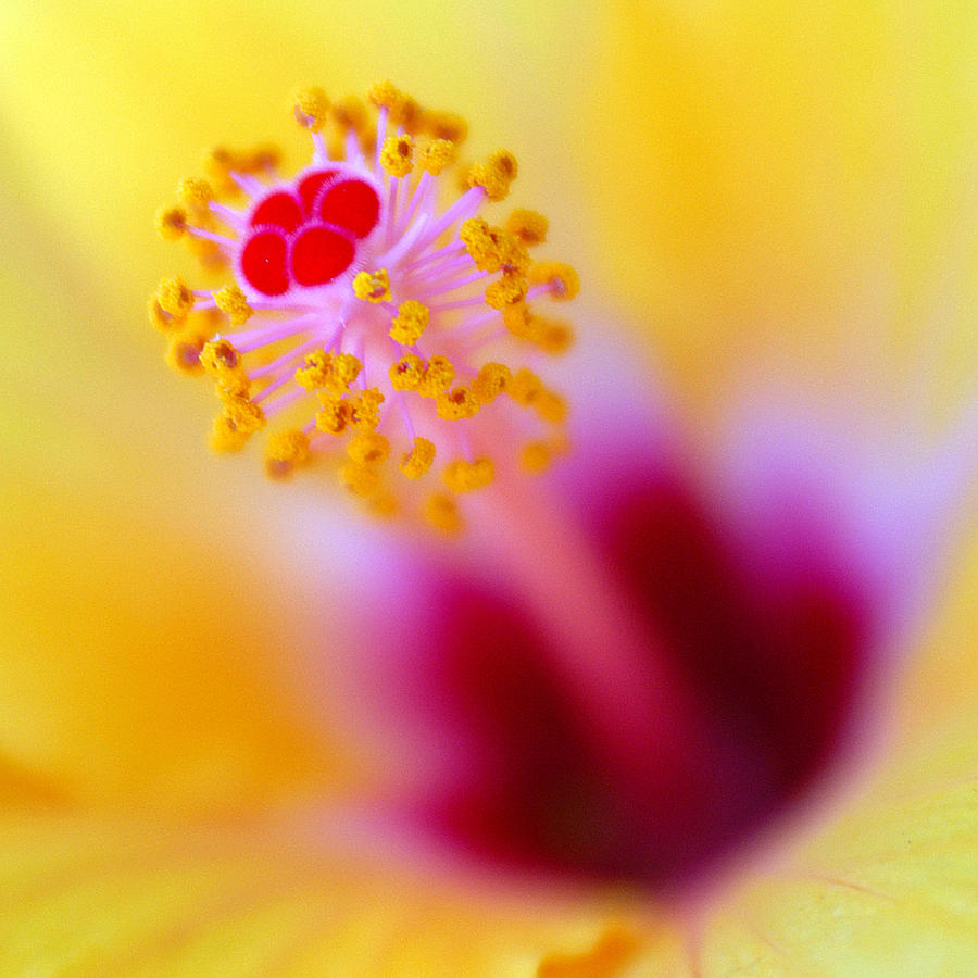 Flower - Stamen 2 Photograph by Jill Reger