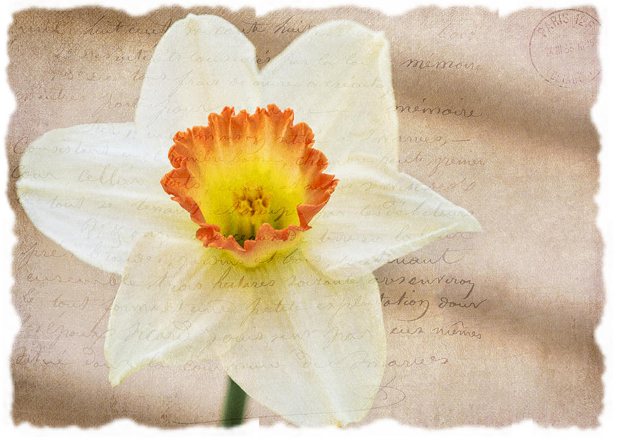 Flower 0440 Photograph by Cathy Kovarik