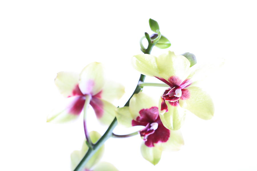 Orchid Photograph - Flower 11 by Avi Hirschfield