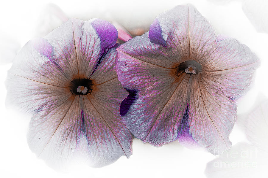 Flower 11 by Bruno Spagnolo Flower 11 by Bruno Spagnolo