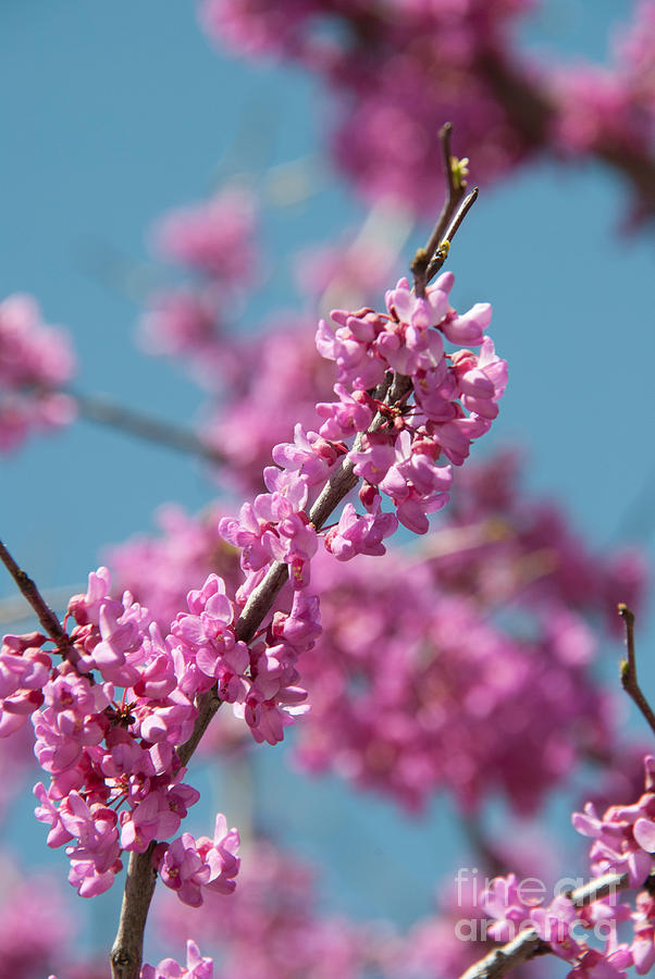 Spring Blossom Photograph by Pamela Williams