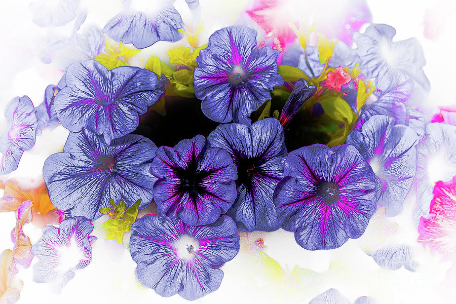 Flower 12 by Bruno Spagnolo Flower 12 by Bruno Spagnolo