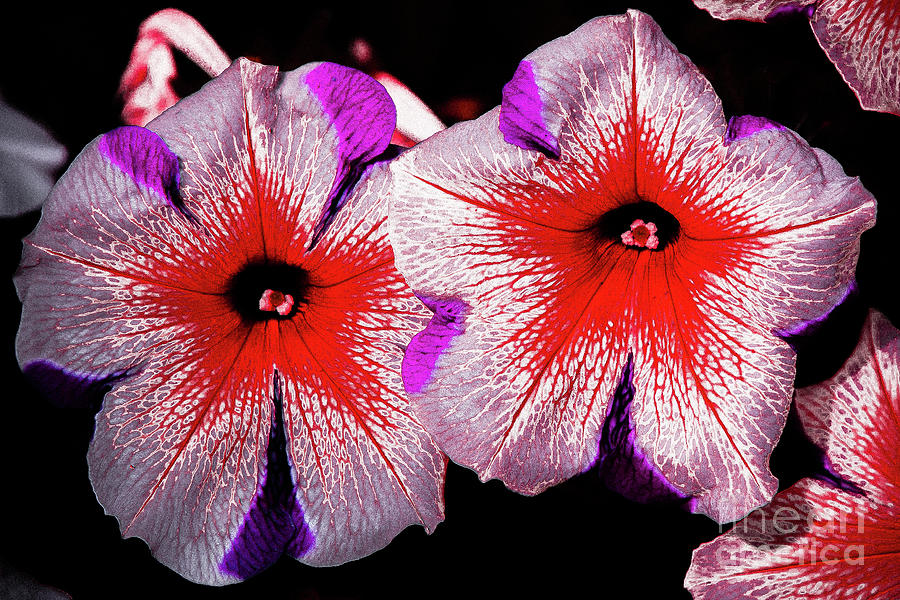 Flower 13 by Bruno Spagnolo Flower 13 by Bruno Spagnolo