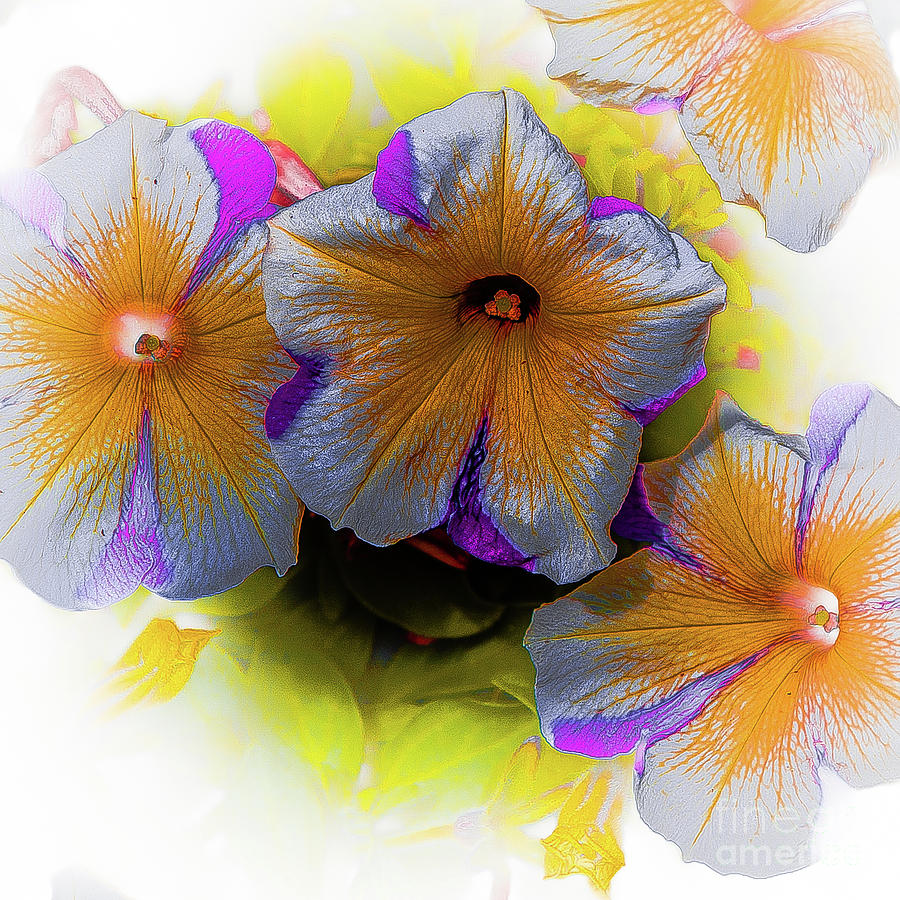 Flower 14 by Bruno Spagnolo Flower 14 by Bruno Spagnolo