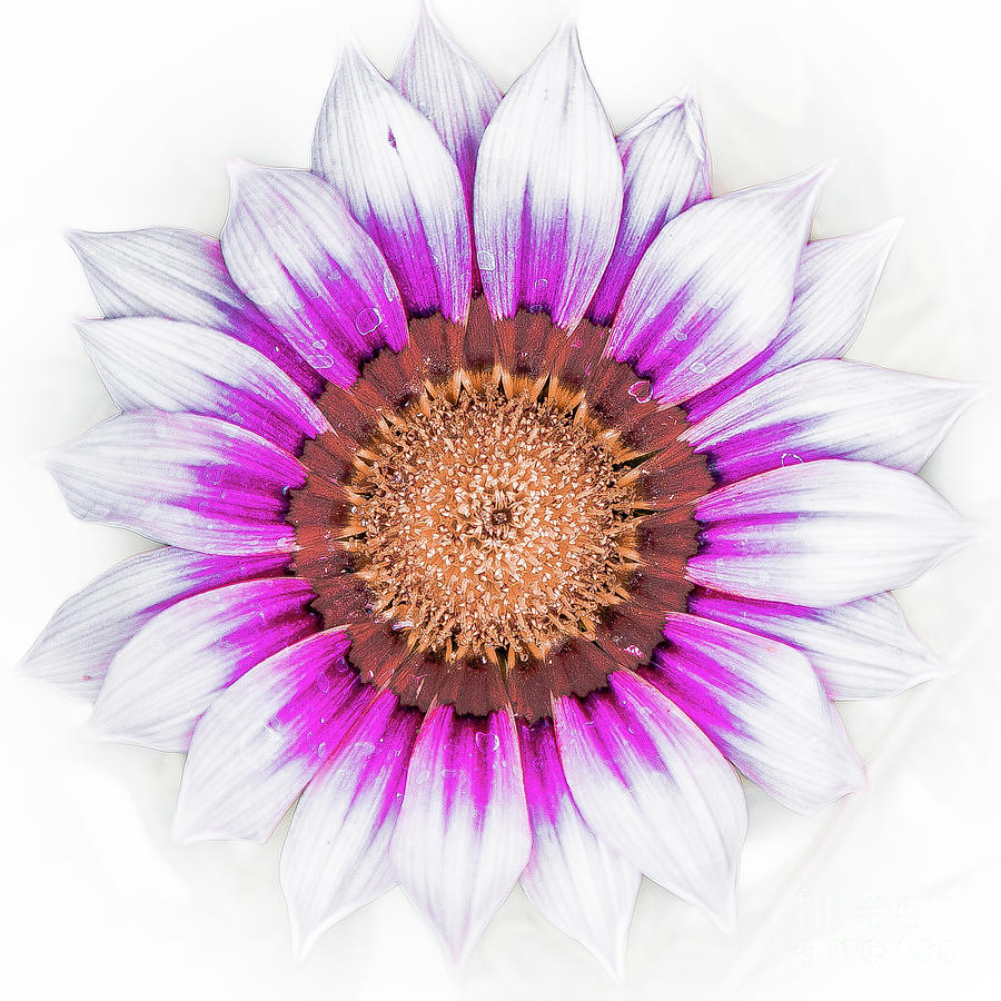 Flower 17 by Bruno Spagnolo Flower 17 by Bruno Spagnolo