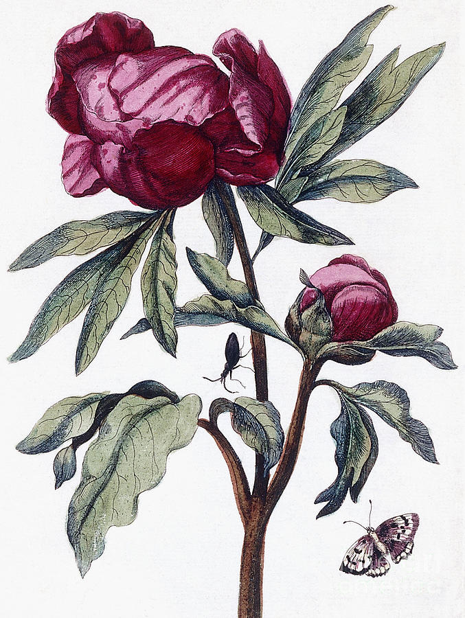 Flower, 1730 Painting by Maria Sibylla Graff Merian