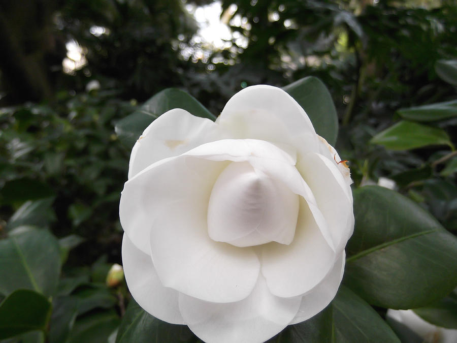 Magnolia Photograph by Pamela Williams