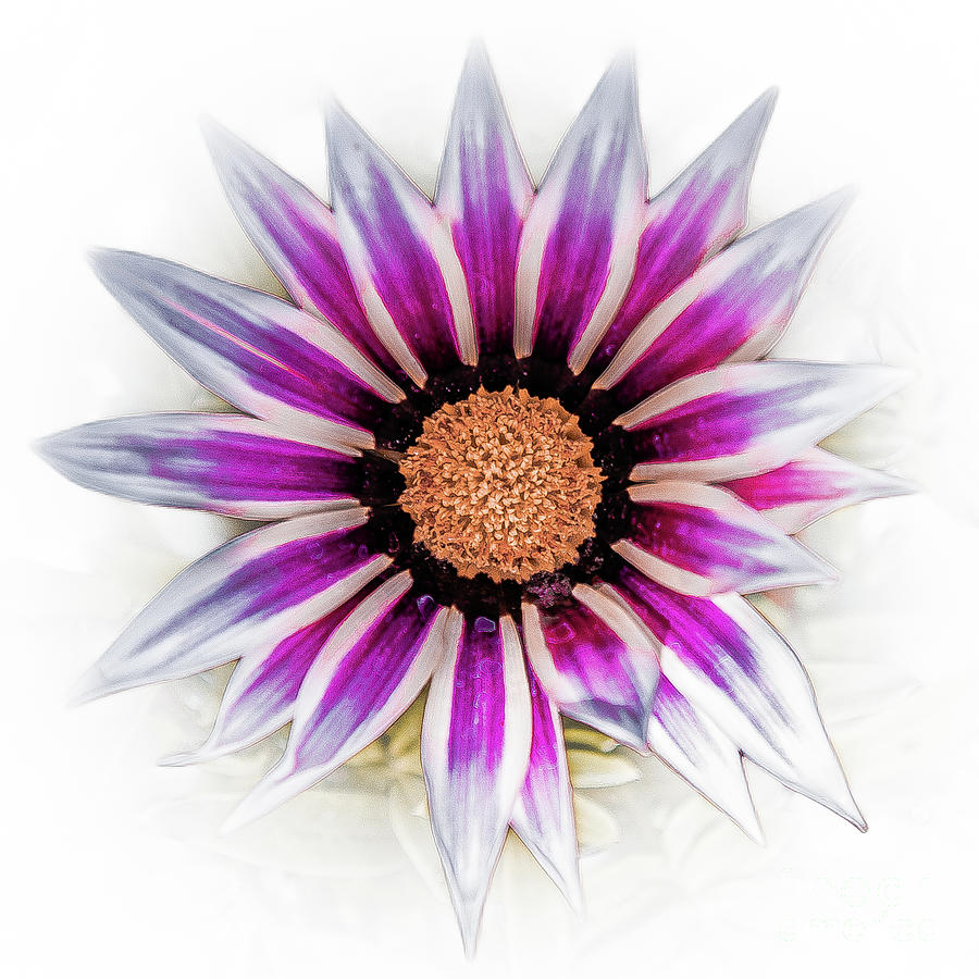 Flower 20 by Bruno Spagnolo Flower 20 by Bruno Spagnolo