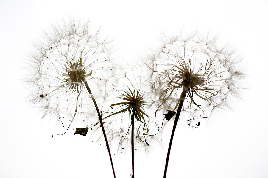 Nature Photograph - Flower 23 by Avi Hirschfield