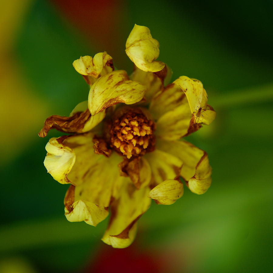 Flower Photograph - Flower 3 by Ben Upham III