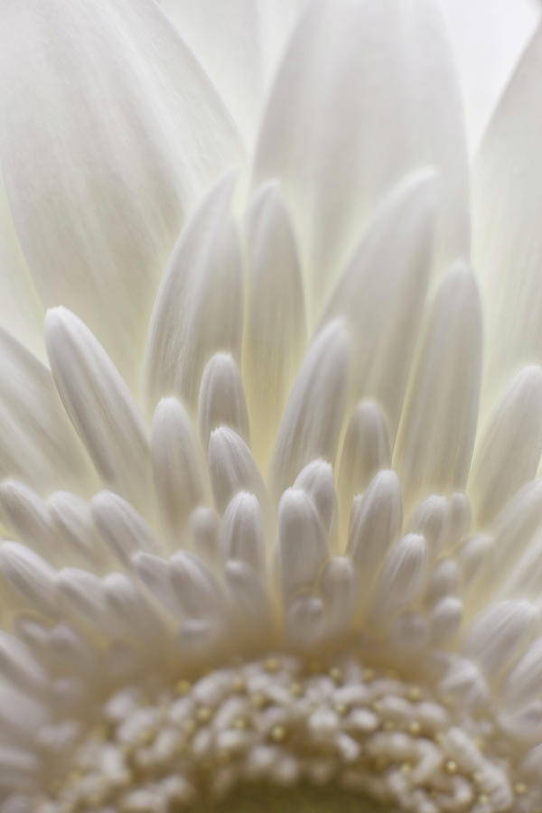 Daisy Photograph - Flower 3473 by Damon Clarke