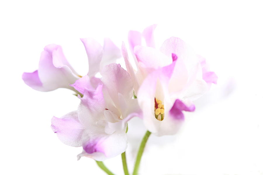 Nature Photograph - Flower 4 by Avi Hirschfield