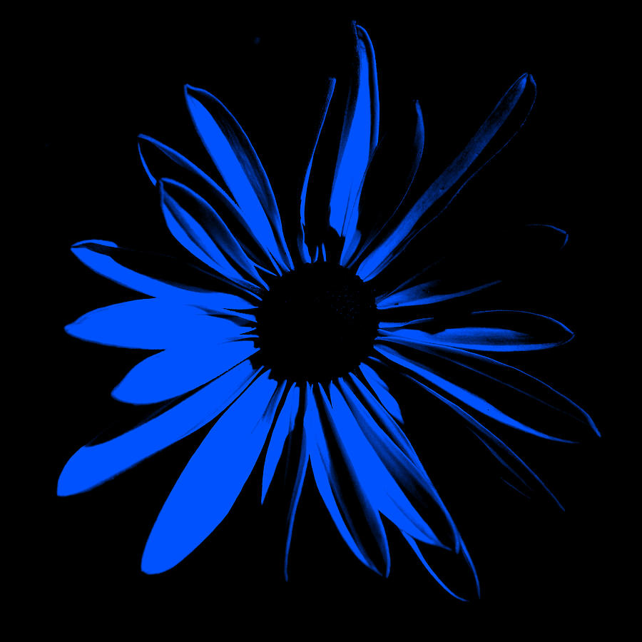 Flower 4 Digital Art by Maggy Marsh