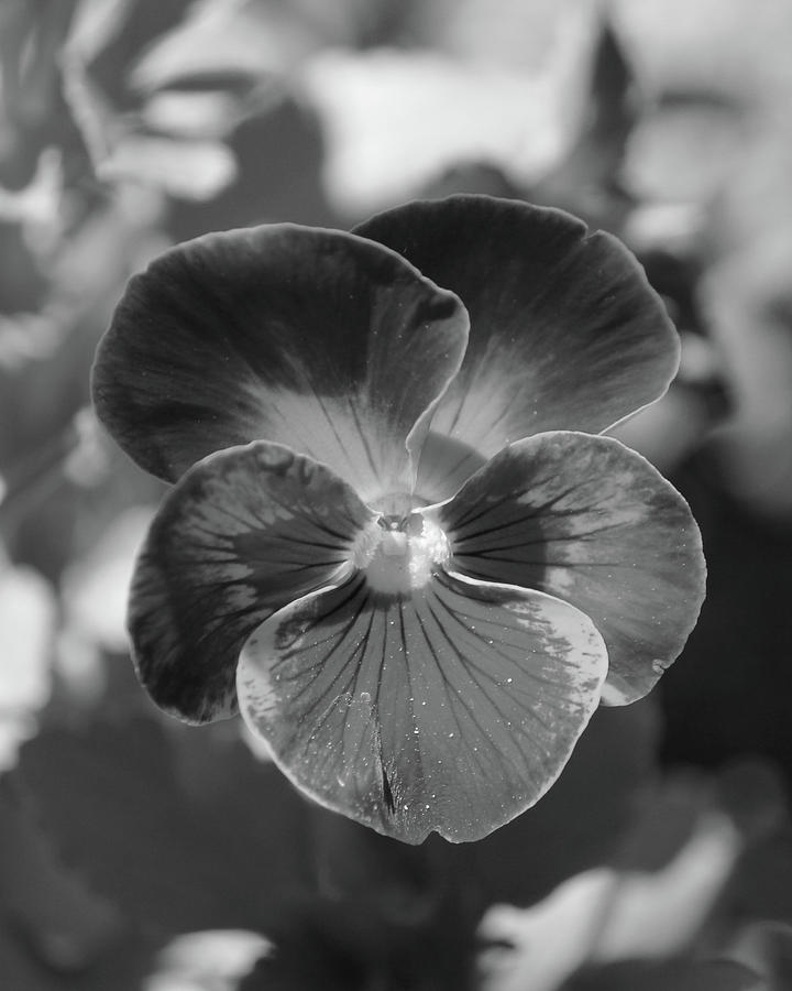 Flower 5 - black and white Photograph by Lee Hart - Fine Art America