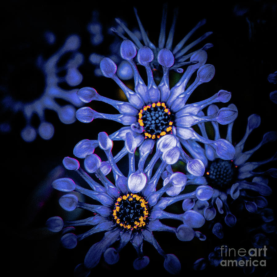 Flower 5 by Bruno Spagnolo Flower 5 by Bruno Spagnolo