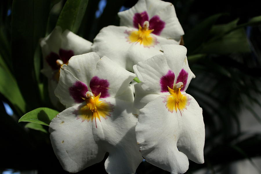 Flower 5 by John Olson Flower 5 by John Olson