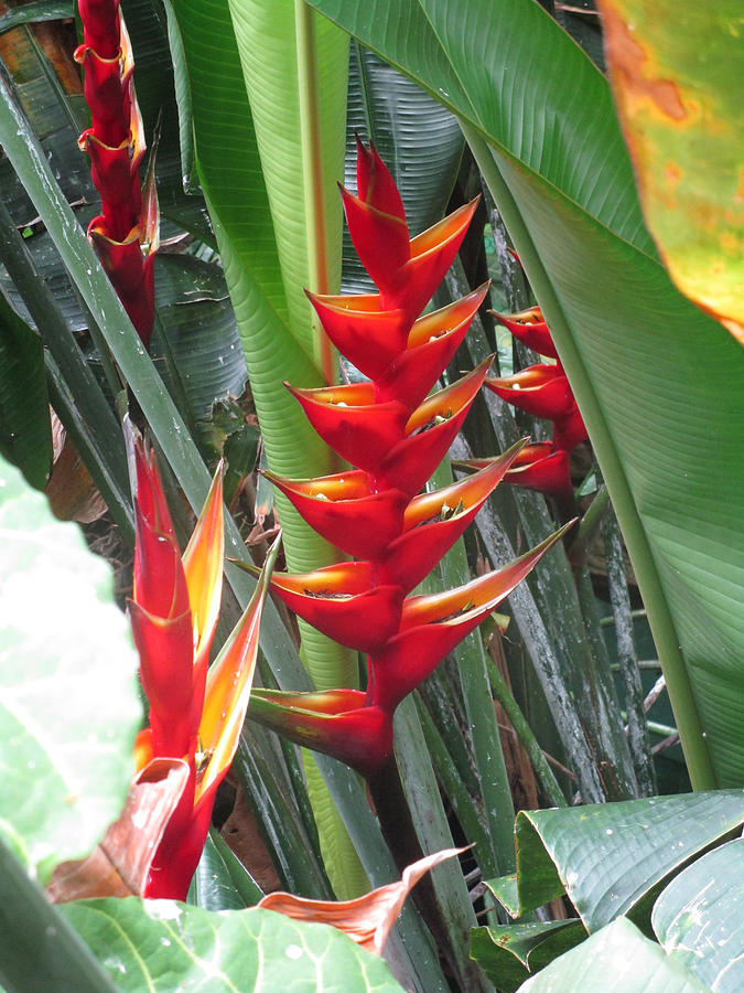 Heliconias Photograph by Matthew Kramer - Pixels