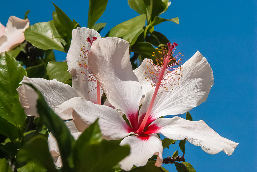 Hibiscus Photograph by Pamela Williams