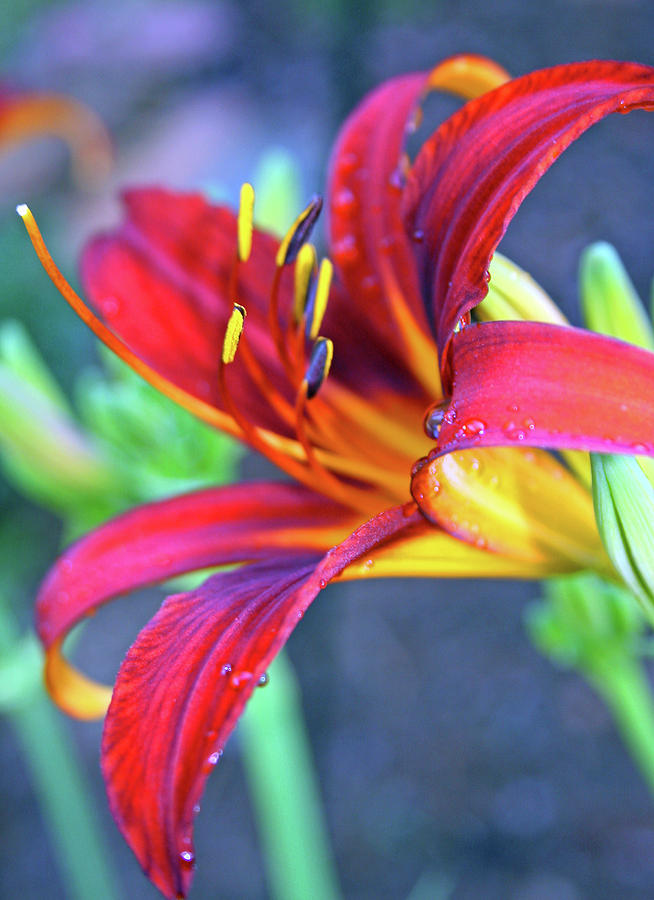 Flower-6 by Shirley Roberson Flower-6 by Shirley Roberson