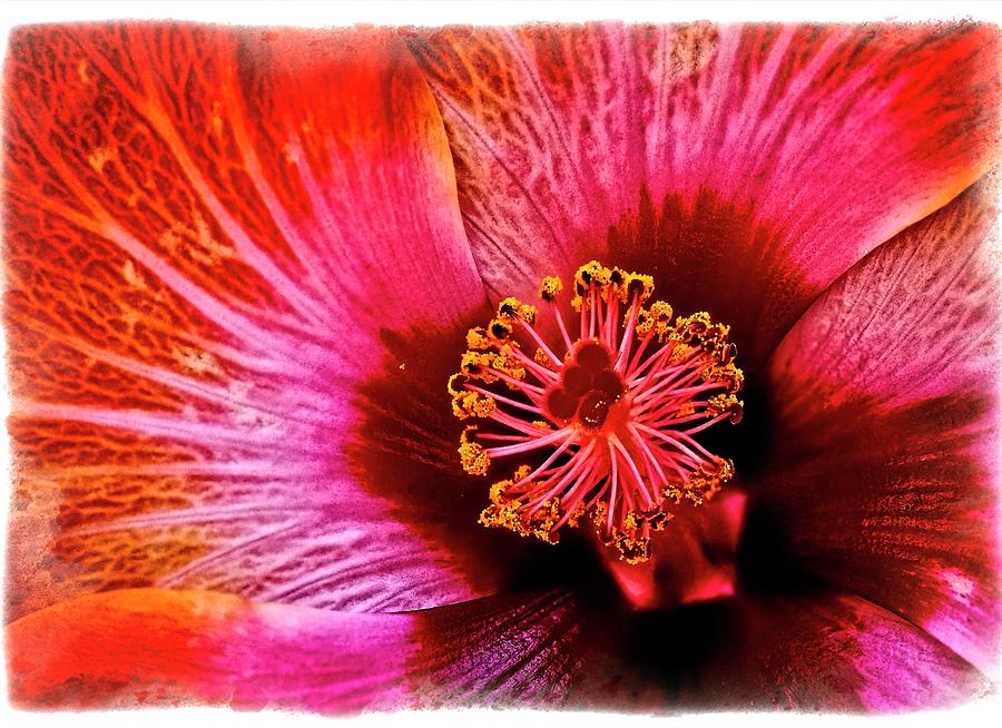 Red Photograph - Flower 69f by Richard Xuereb