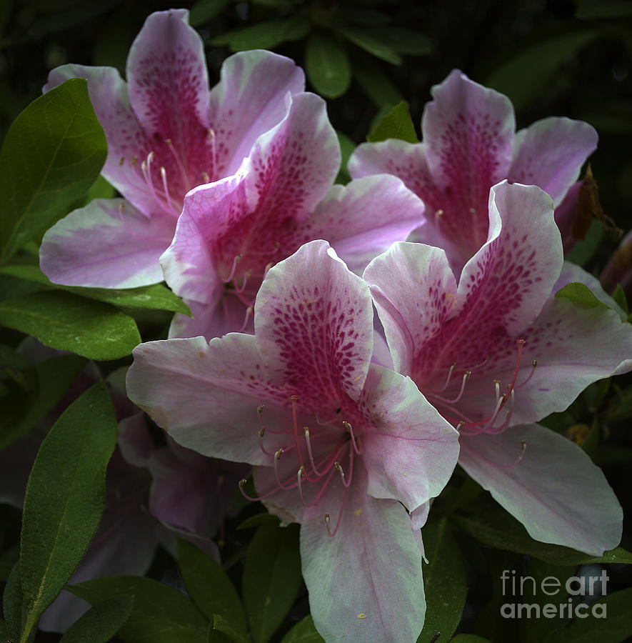 Flower Photograph - Flower 8-21 by Skip Willits